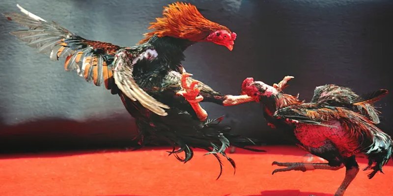 i9bet150 c1 gà chọi