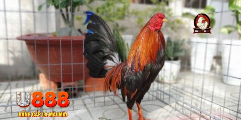 i9bet150 game máy bay nổ hũ